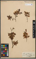 Foto von Salix myrtilloides L.
